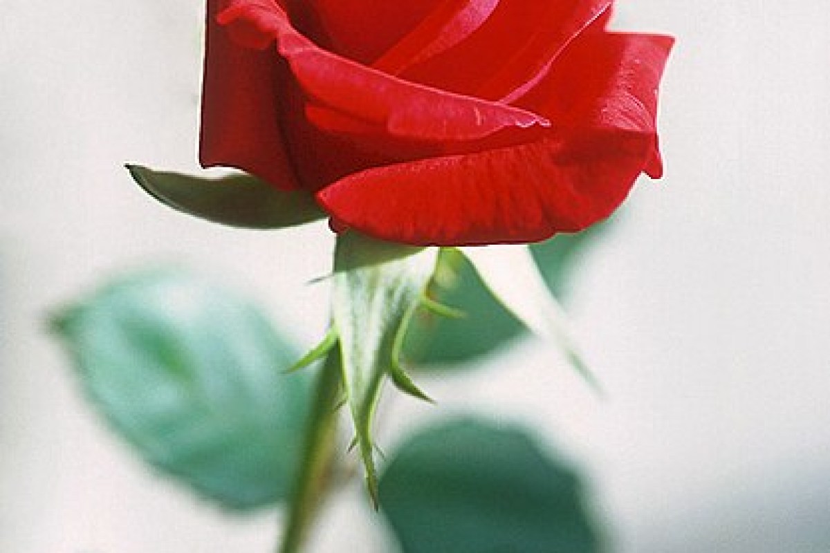 Dia dos Namorados: 15 flores que representam amor 