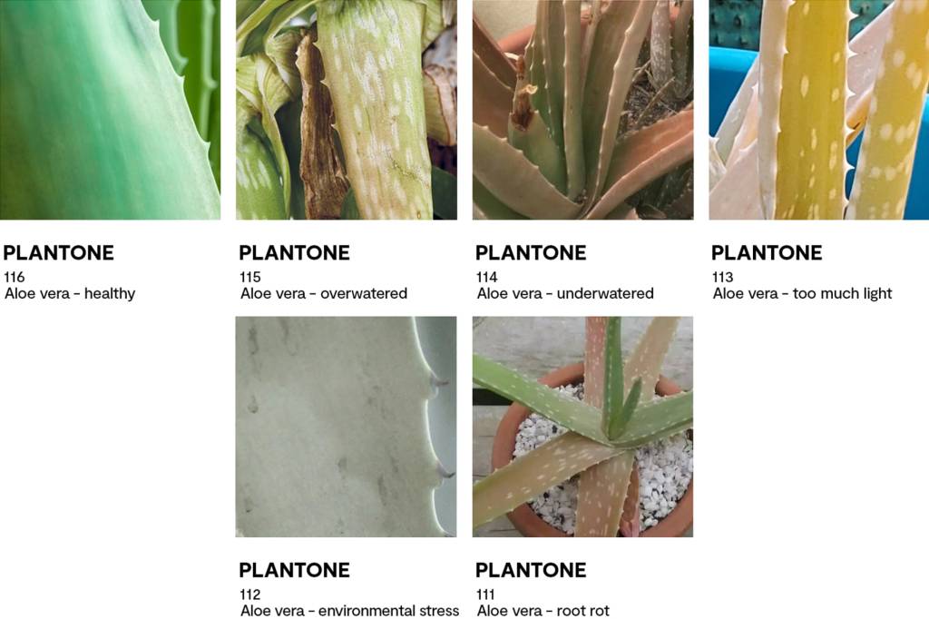 identifique-doencas-nas-suas-plantas-com-uma-paleta-de-cores-casa.com-1-patch-plants