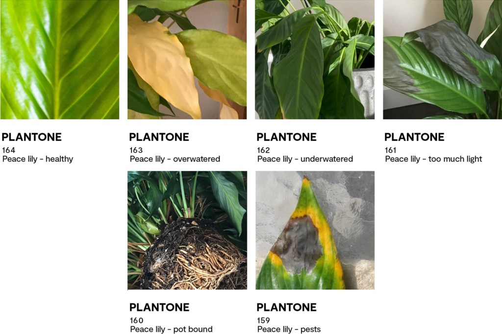 Plantone: identifique doenças nas suas plantas com uma paleta de cores |  CASA.COM.BR