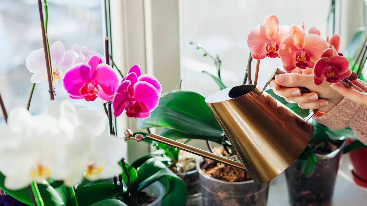 Porque você deve manter sua orquídea em um vaso de plástico | CASA.COM.BR