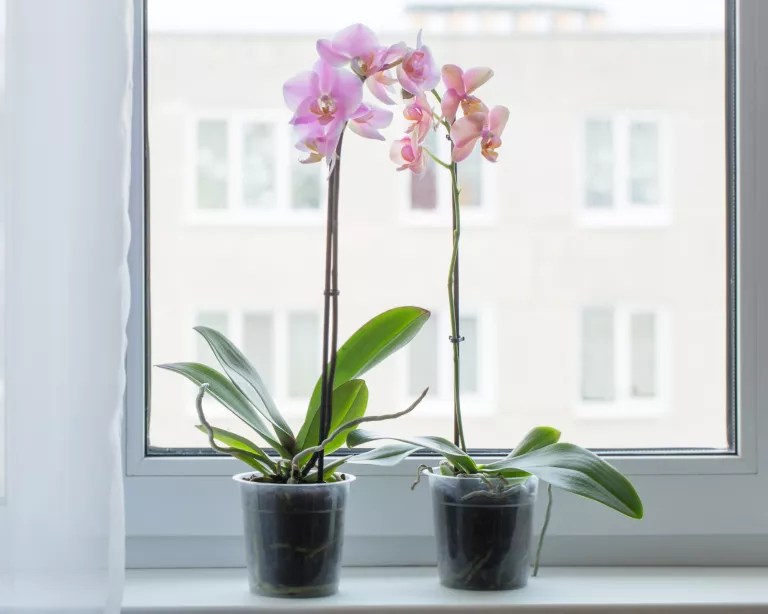 Duas orquídeas em vasos plásticos em frente a uma janela