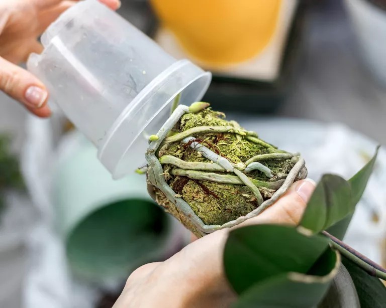 porque-voce-deve-manter-sua-orquidea-em-um-vaso-de-plastico-casa.com-gardeningetc-3-svetlana-makarova-getty-images
