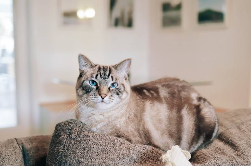 sofas-e-pets-casa.com-7-unsplash-amy-humpries