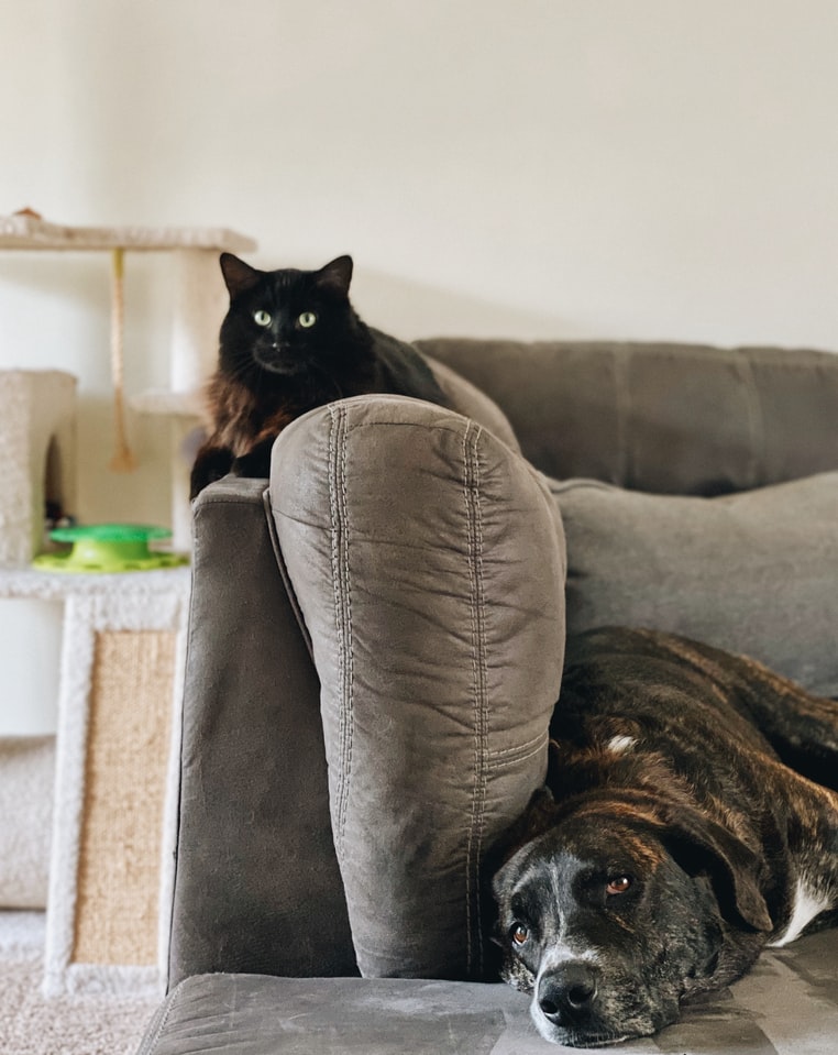 sofas-e-pets-casa.com-8-unsplash-madalyn-cox