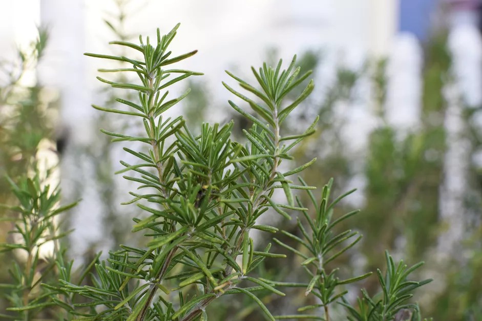 11-plantas-e-flores-para-cultivar-no-natal-the-spruce-10-randi-rhoades
