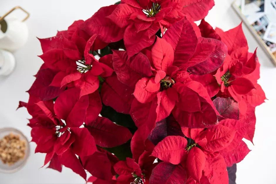 11-plantas-e-flores-para-cultivar-no-natal-the-spruce-12-leticia-almeida