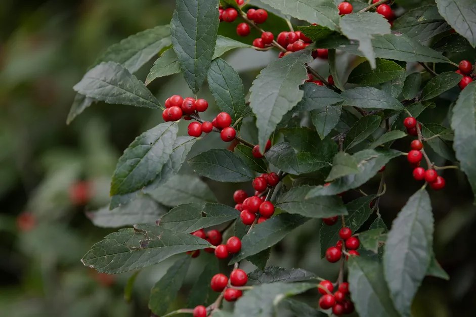 11-plantas-e-flores-para-cultivar-no-natal-the-spruce-2-leticia-almeida