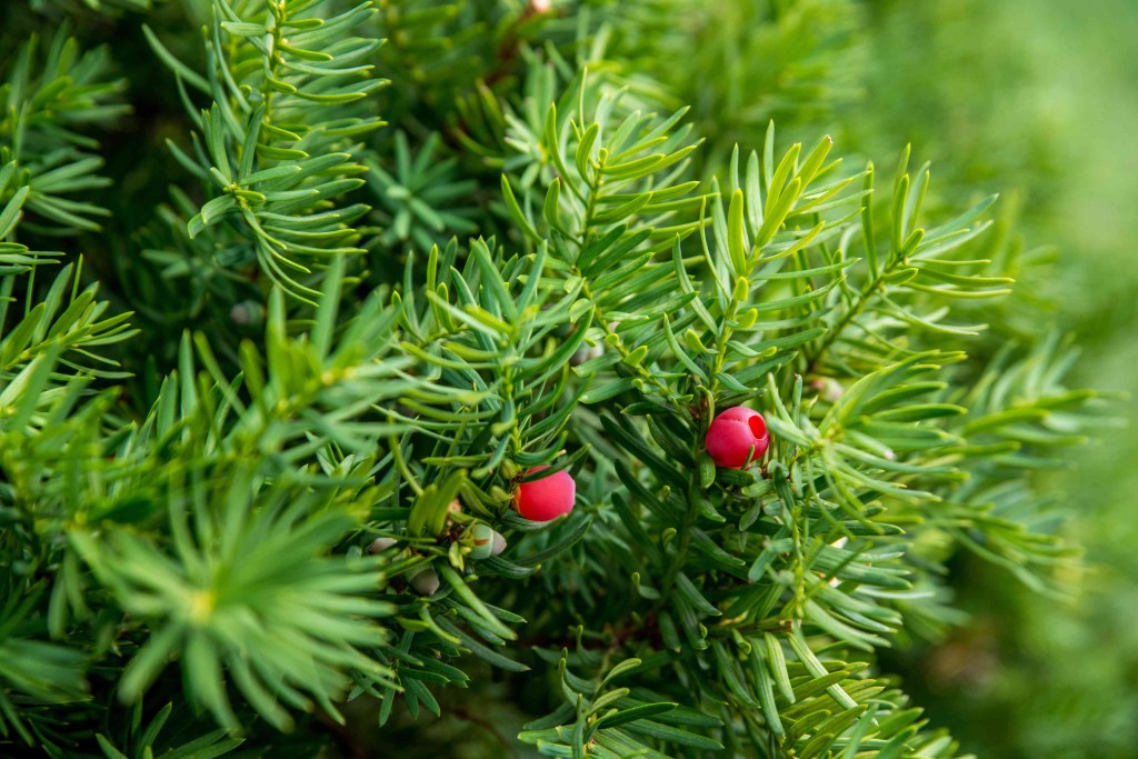 11-plantas-e-flores-para-cultivar-no-natal-the-spruce-3-margot-cavin