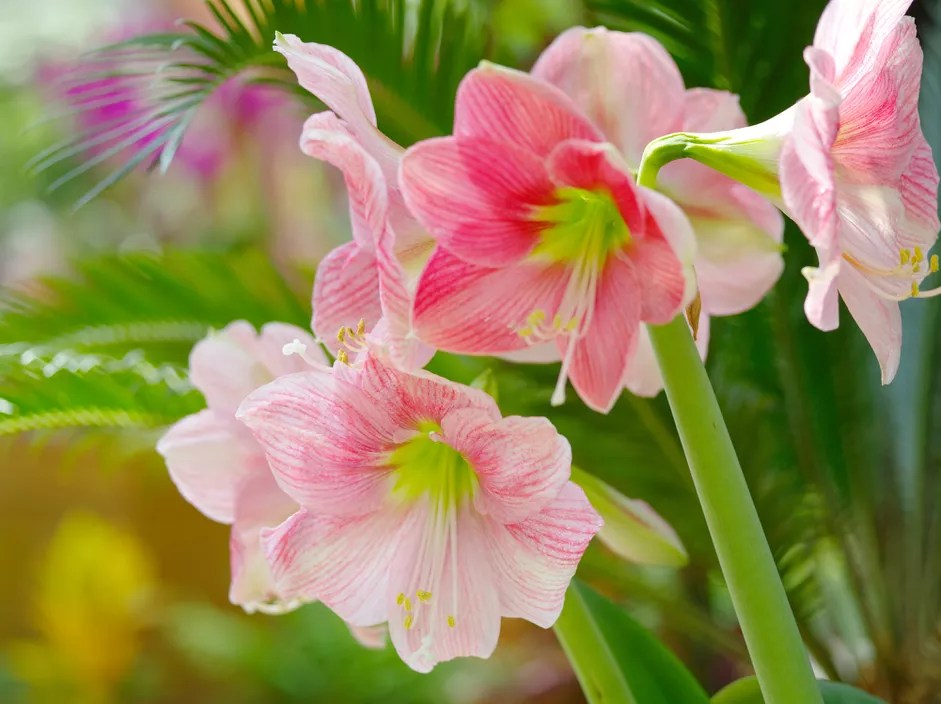 11-plantas-e-flores-para-cultivar-no-natal-the-spruce-7-rikuo-natsuume-getty-images