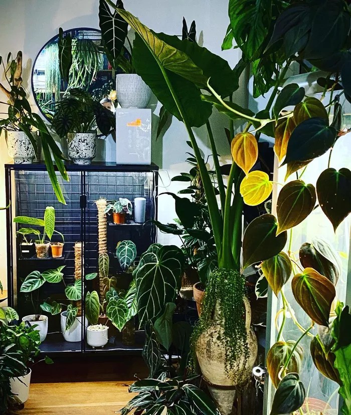 16-ideias-para-ter-um-jardim-dentro-do-seu-apartamento-casa.com-the-spruce-1-judithsplantyjungle