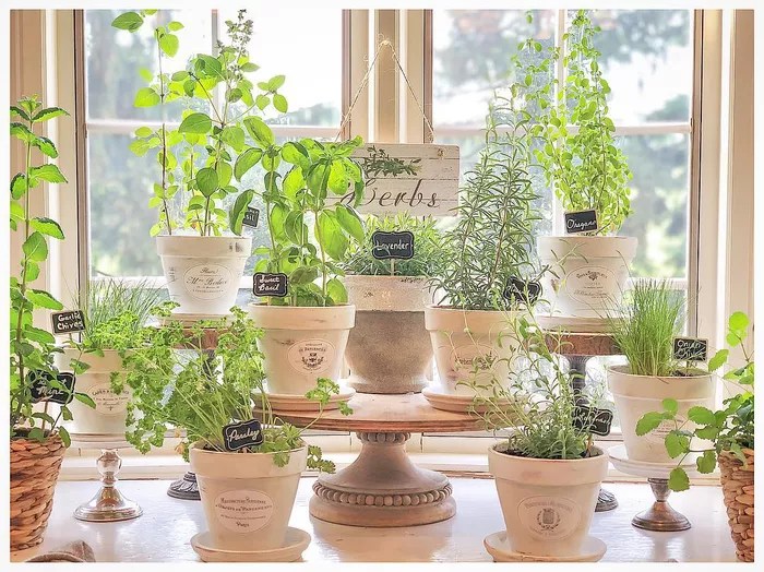 16-ideias-para-ter-um-jardim-dentro-do-seu-apartamento-casa.com-the-spruce-10-vaughnhillhome