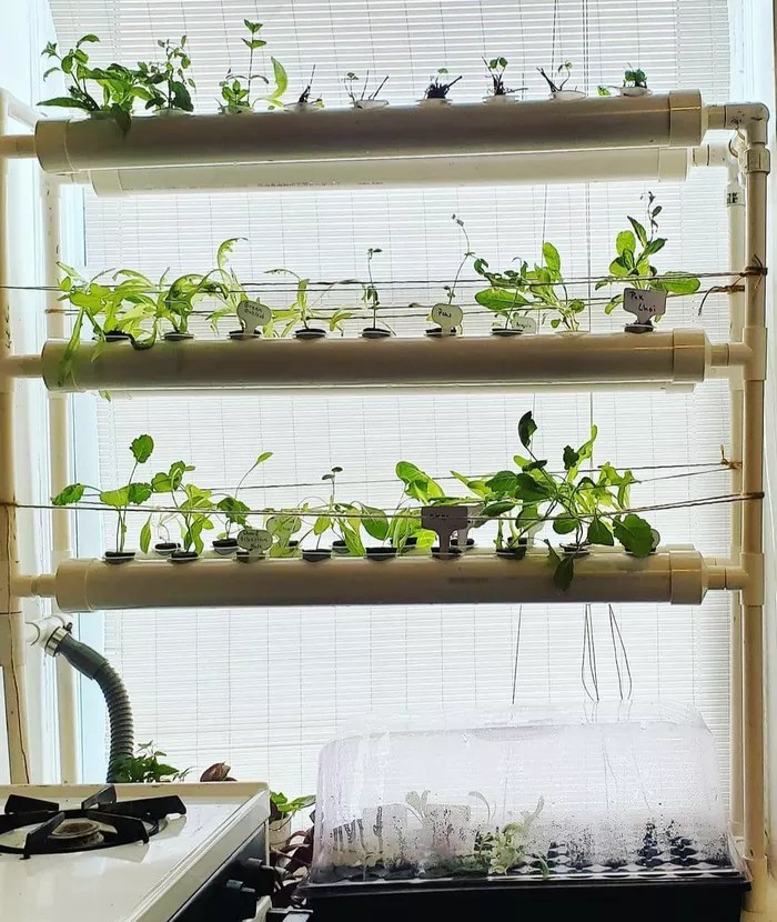 16-ideias-para-ter-um-jardim-dentro-do-seu-apartamento-casa.com-the-spruce-15-chefswhogrow