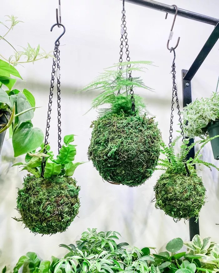 16-ideias-para-ter-um-jardim-dentro-do-seu-apartamento-casa.com-the-spruce-4-ecovibestyle