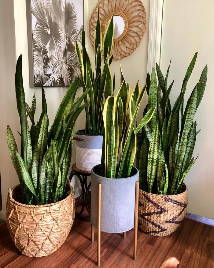 16-ideias-para-ter-um-jardim-dentro-do-seu-apartamento-casa.com-the-spruce-5-planted_perfectly