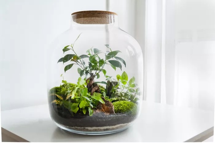 16-ideias-para-ter-um-jardim-dentro-do-seu-apartamento-casa.com-the-spruce-7-qnula-getty-images