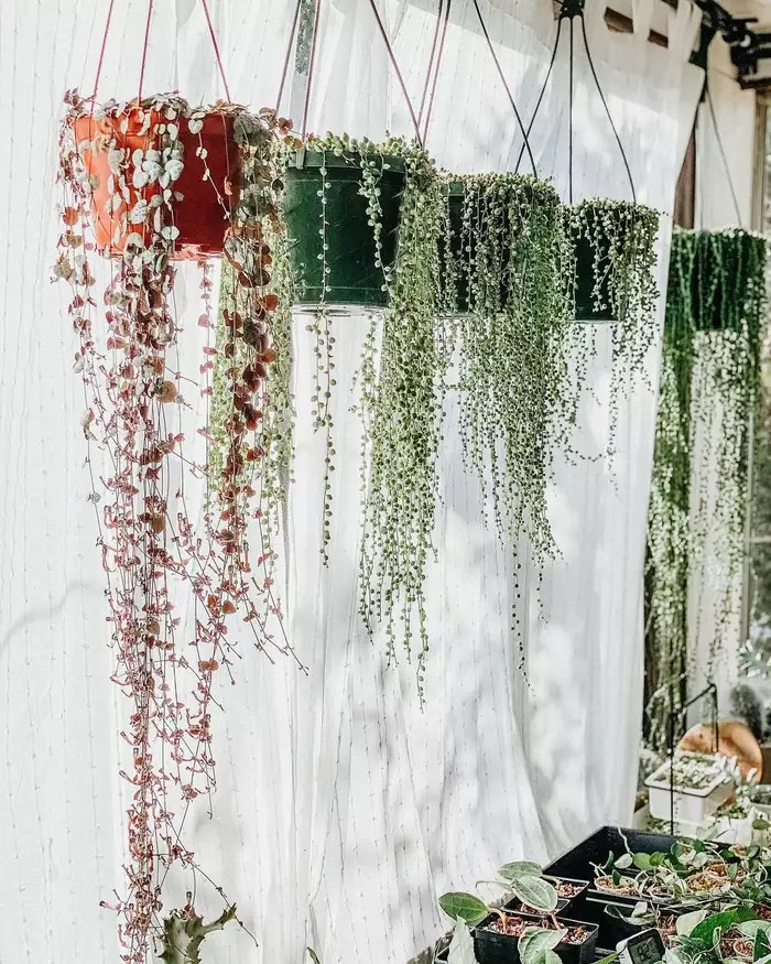 16-ideias-para-ter-um-jardim-dentro-do-seu-apartamento-casa.com-the-spruce-8-abitoflovehome