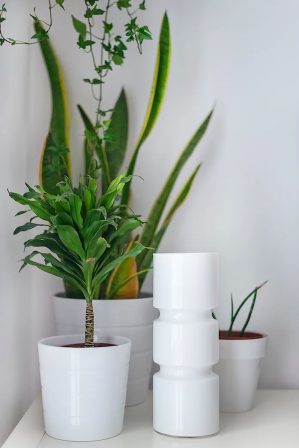 12 plantas capazes de sobreviver no canto mais escuro da sua casa ou  apartamento