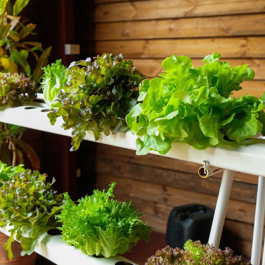 como-comecar-seu-jardim-hidroponico-casa.com-13-the-family-handyman