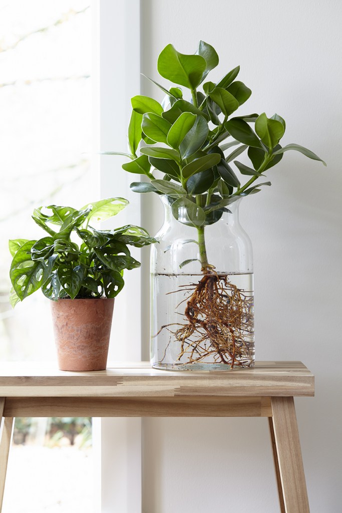 como-comecar-seu-jardim-hidroponico-casa.com-7-lar-doce-casa