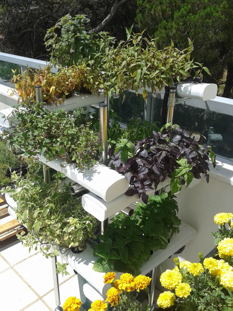 como-comecar-seu-jardim-hidroponico-casa.com-8-ecocenter