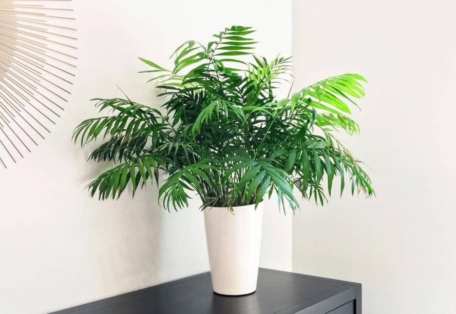 Chamaedorea Elegans