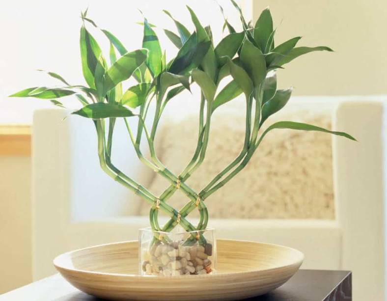Dracaena Sanderiana - Bambu da Sorte