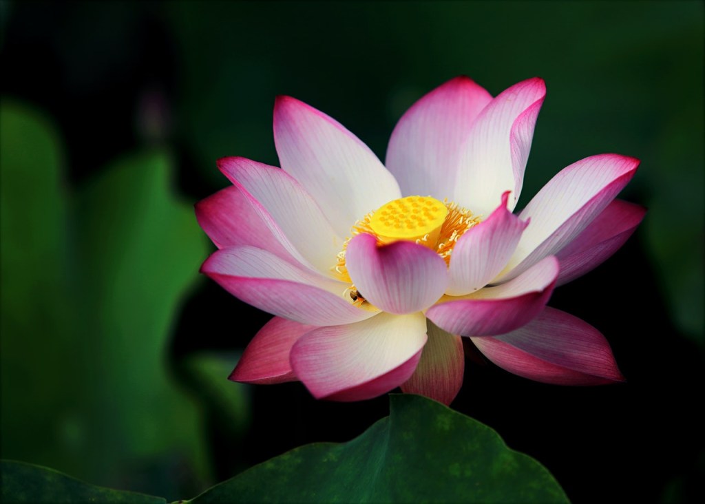1 flor de lotus conheça o signifcado e como usar a planta para decorar Vision Art NEWS