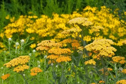 16 plantas perenes e fáceis de cuidar para jardineiros iniciantes |  CASA.COM.BR