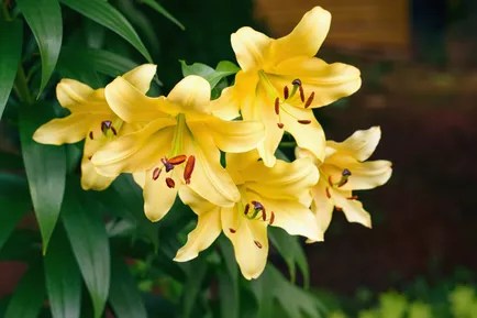 16-plantas-faceis-de-cuidar-e-perenes-casa.com-the-spruce-13-tunatura-getty-images