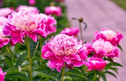 16-plantas-faceis-de-cuidar-e-perenes-casa.com-the-spruce-15-abglavin-getty-images
