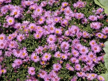 16-plantas-faceis-de-cuidar-e-perenes-casa.com-the-spruce-4-marie-iannotti