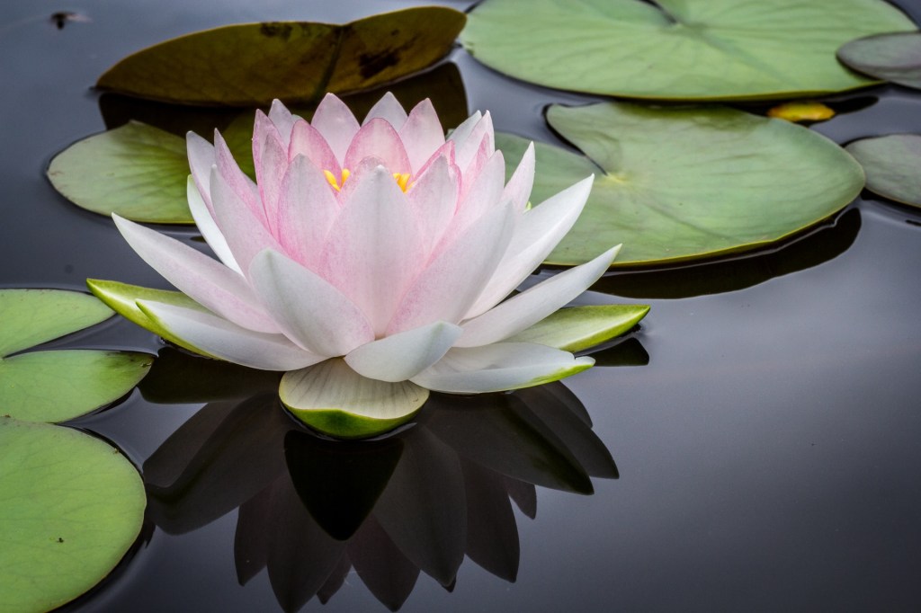 3 flor de lotus conheça o signifcado e como usar a planta para decorar Vision Art NEWS