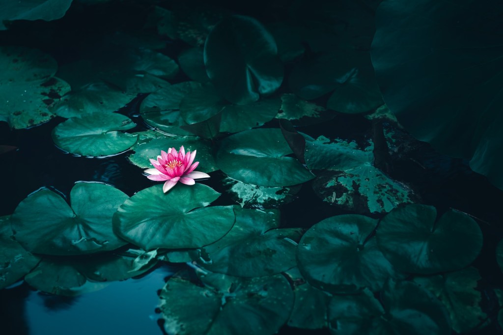 4 flor de lotus conheça o signifcado e como usar a planta para decorar Vision Art NEWS