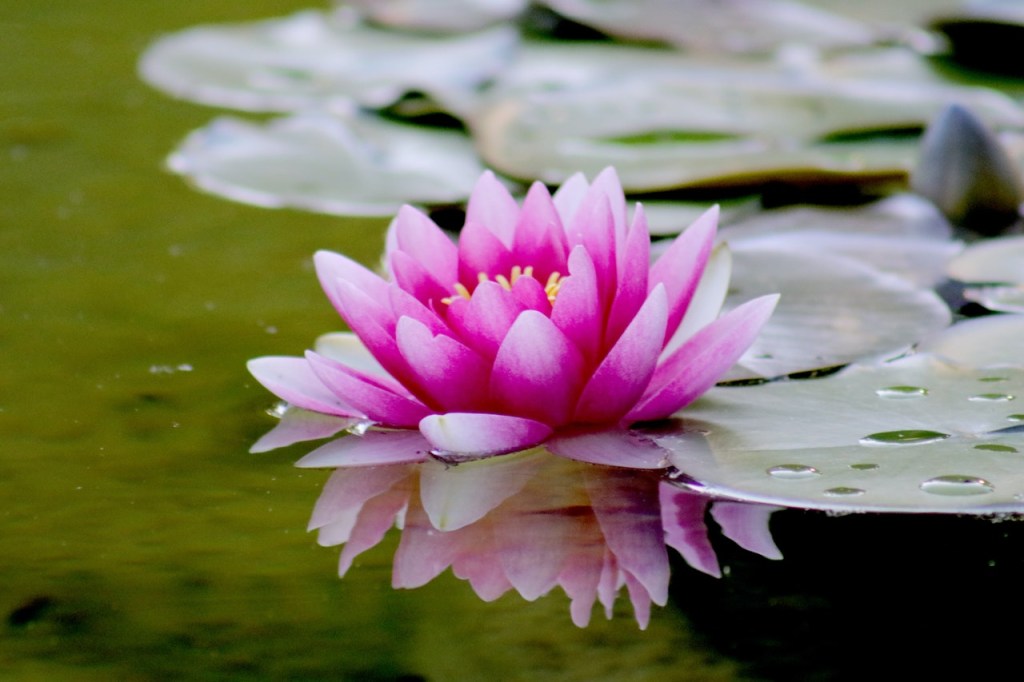 5 flor de lotus conheça o signifcado e como usar a planta para decorar Vision Art NEWS