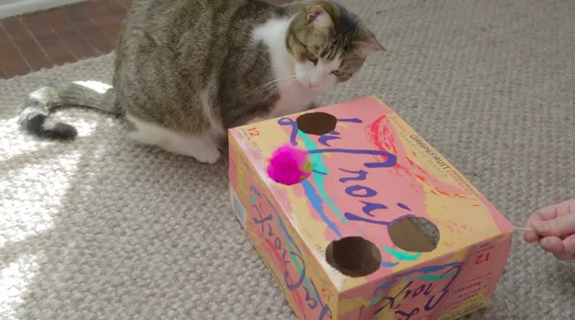 Gato brincando com caixa furada 