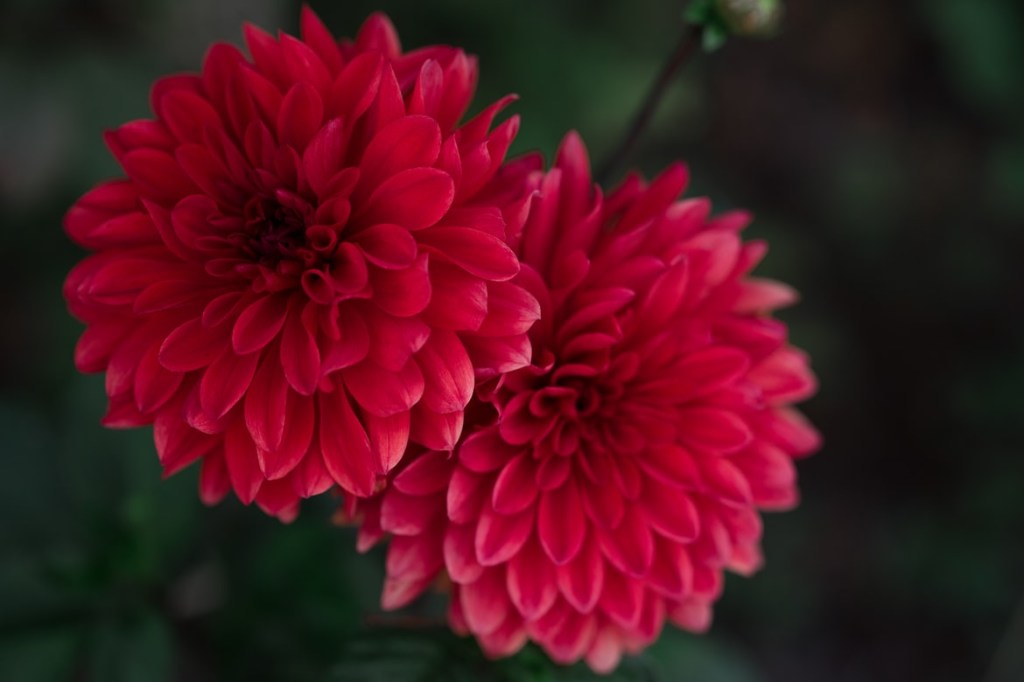 5-plantas-para-celebrar-a-chegada-do-ano-do-tigre-casa.com-crisantemo-unsplash-sophia-muller