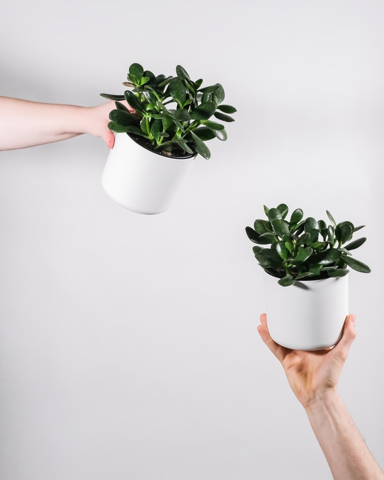 5-plantas-para-celebrar-a-chegada-do-ano-do-tigre-casa.com-planta-jade-crassulta-ovata-unsplash-severin-candrian