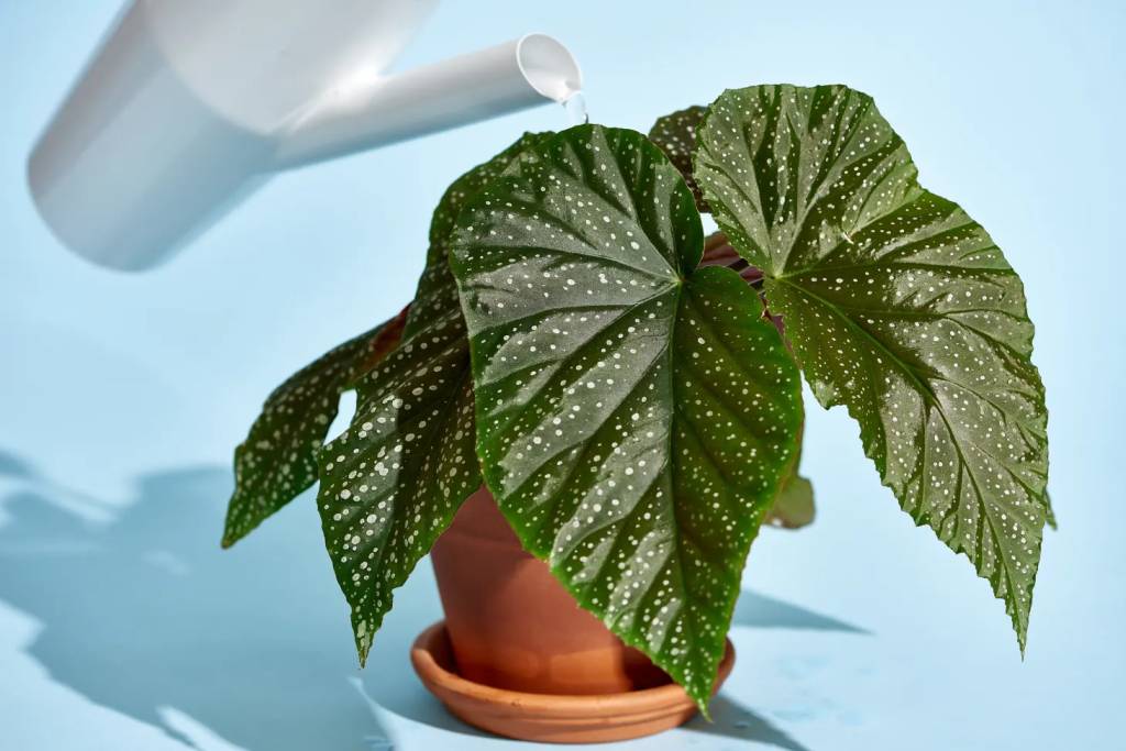 Begonia-conheça-os-diferentes-tipos-e-como-cuidar-em-casa-01