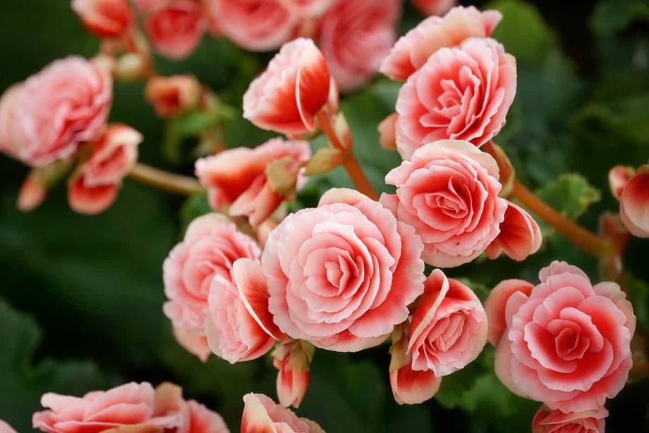Begonia Elatior