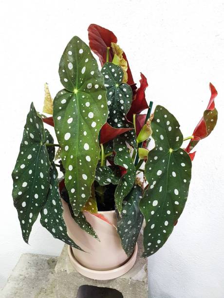 Begonia Maculata