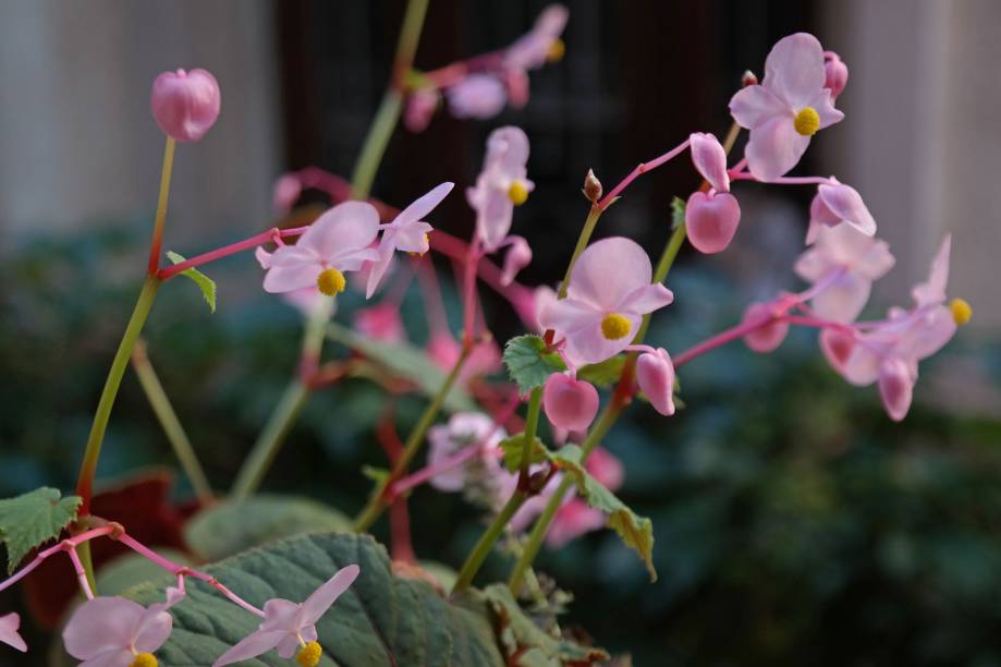 Begonia de Cera