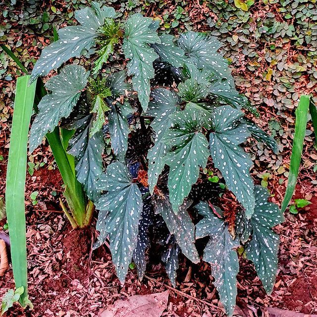 Begônia begonia como cuidar maculata rex elatior