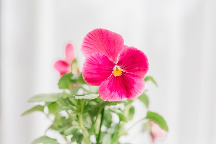 Como-plantar-e-cuidar-de-amor-perfeito-05