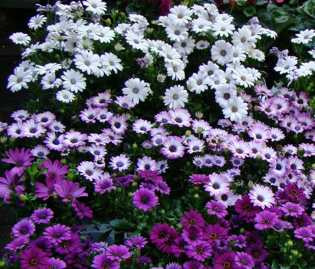Como-plantar-e-cuidar-de-margarida-africana-19 Margaridas africanas