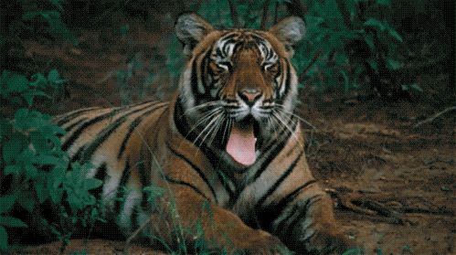 Dicas-de-Feng-Shui-para-o-Ano-do-Tigre-tigre