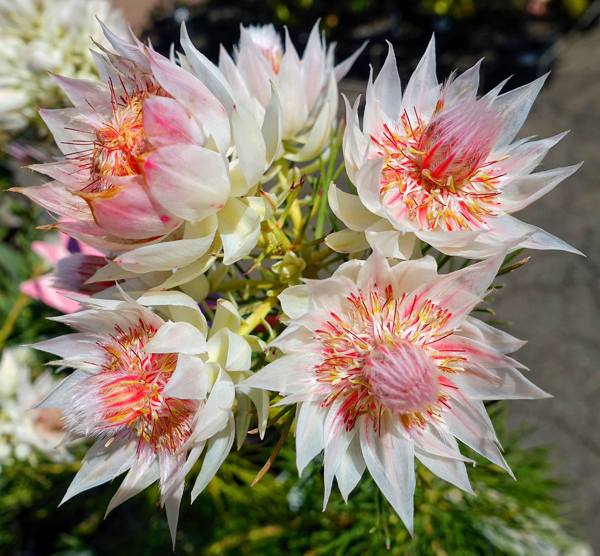 Protea-como-cuidar-da-planta-it-de-2022-01