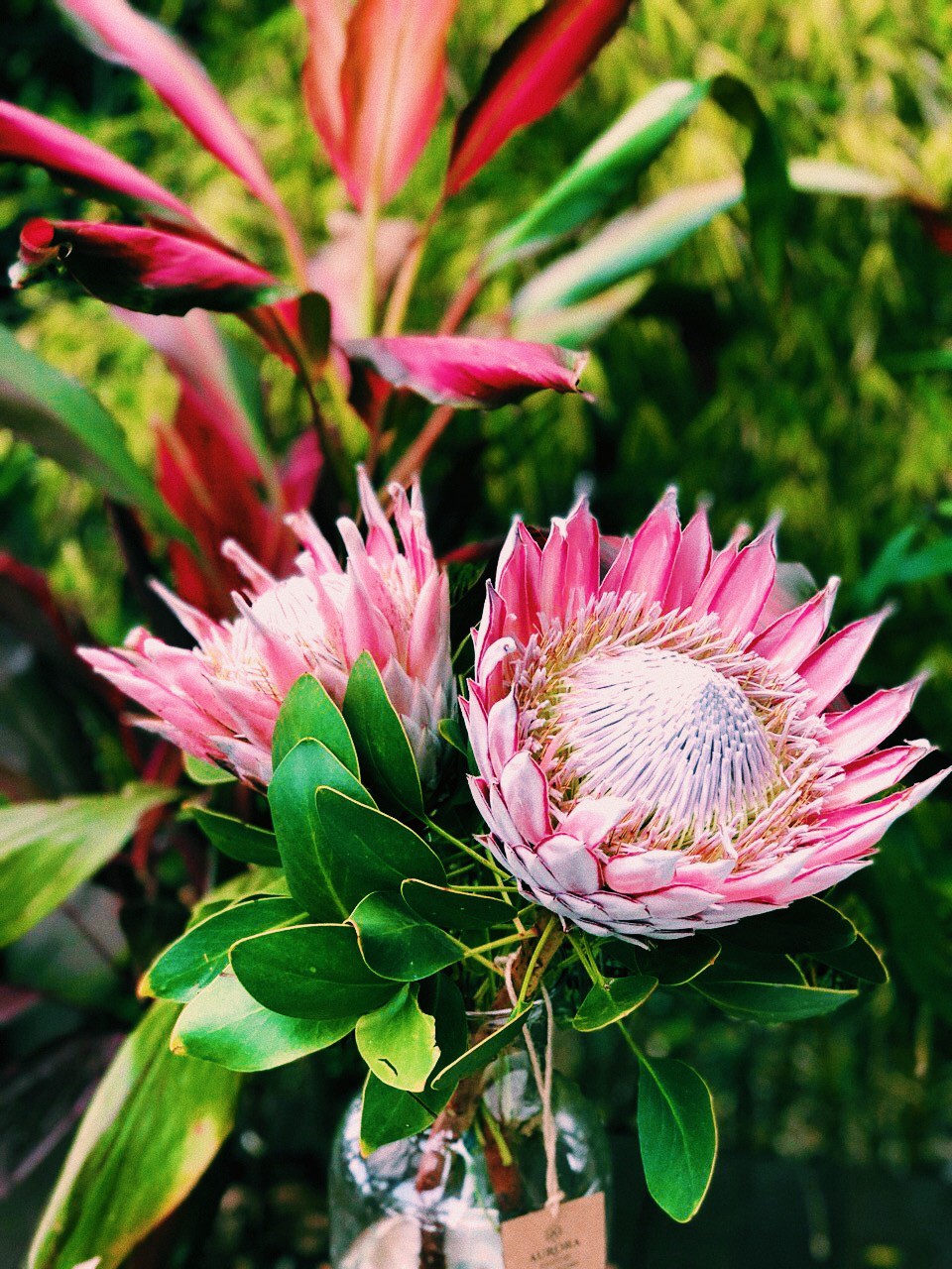 Protea-como-cuidar-da-planta-it-de-2022-04