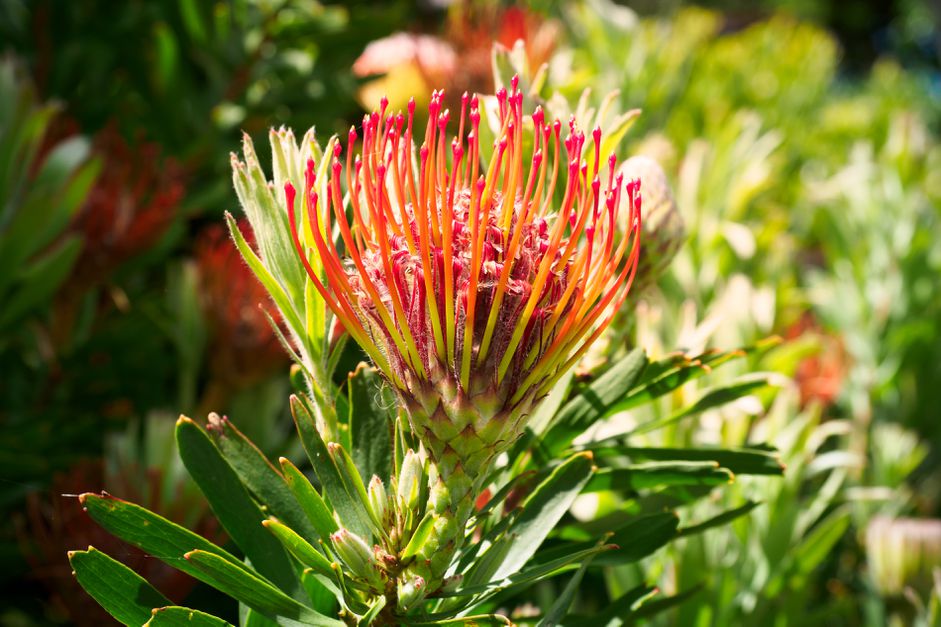 Protea como cuidar da planta it de 2022 06 Vision Art NEWS