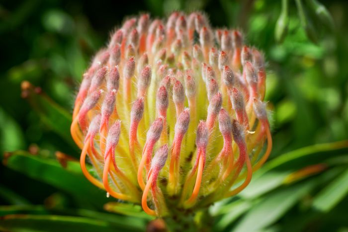 Protea como cuidar da planta it de 2022 07 Vision Art NEWS