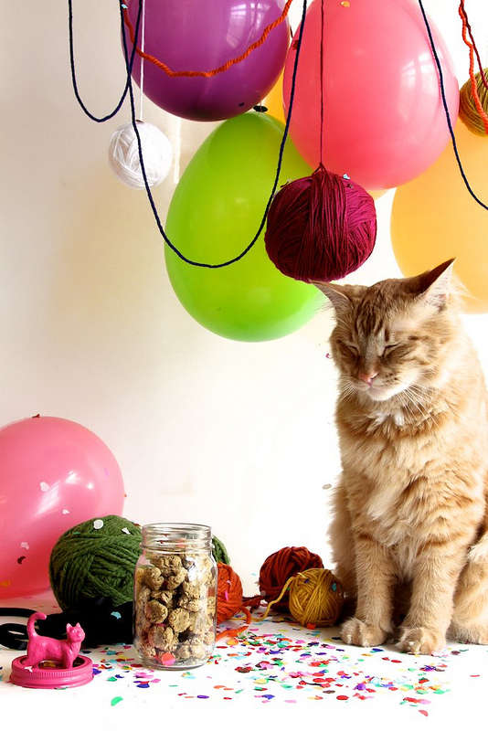 Gato sentado em mesa com balões ao redor